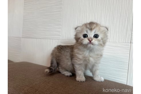 成約済の茨城県のスコティッシュフォールド(折れ耳)-95129の2枚目